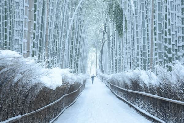 arashiyama bamboo forest winter 600nw 700202653