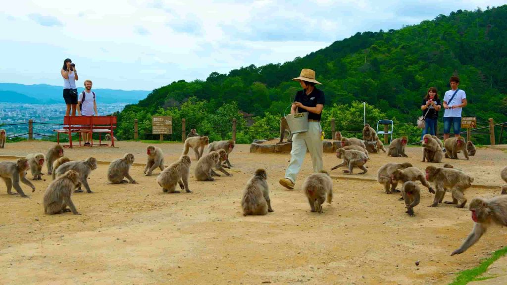 45782 Arashiyama Monkey Park