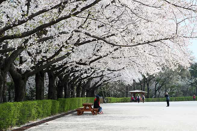 Cherry Blossom