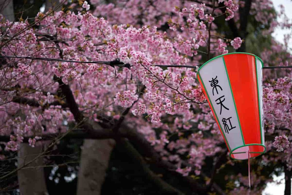 Ueno Cherry Blossoms