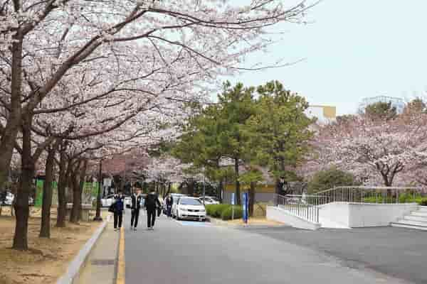 釜山櫻花景點