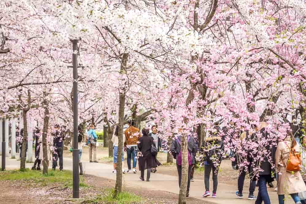 cherry blossoms viewers osaka castle park 1