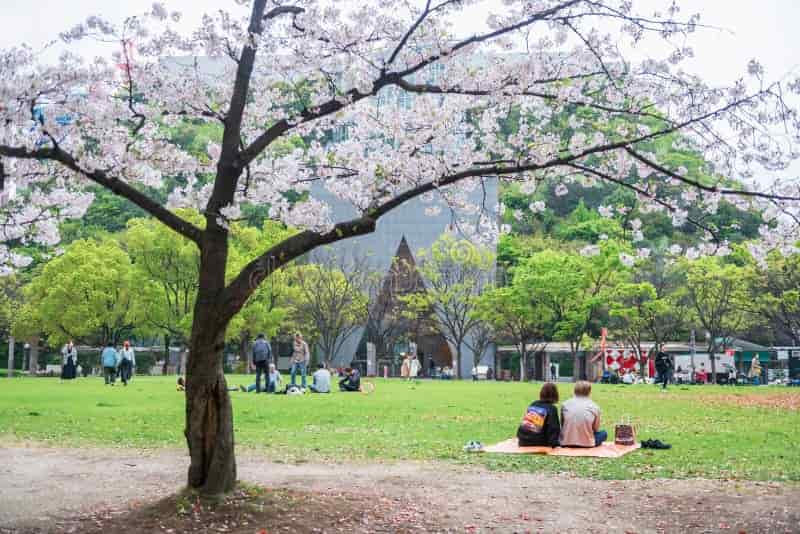 couple tenjin central park cherry blossom acros fukuoka japan april rear japanese building famous travel 318773556