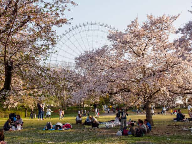 expo park sakura trees ferris wheel suita osaka japan