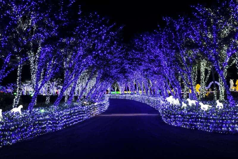 illumia light illumination festival korea night let s run racepark near busan fabulous area ground musical 80013890 1