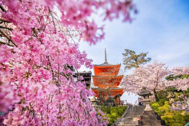 kiyomizu dera temple cherry blossom season sakura spring time kyoto japan 255553 2036 1