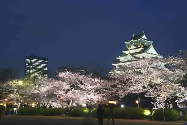 osaka castle cherry blossoms night 21698573.jpg