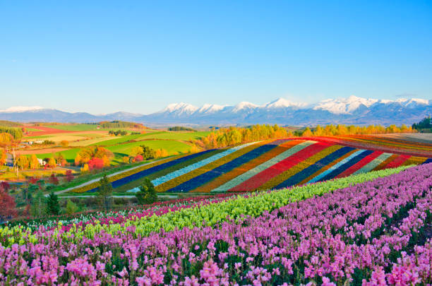 panoramic flower gardens shikisai hill in biei japan