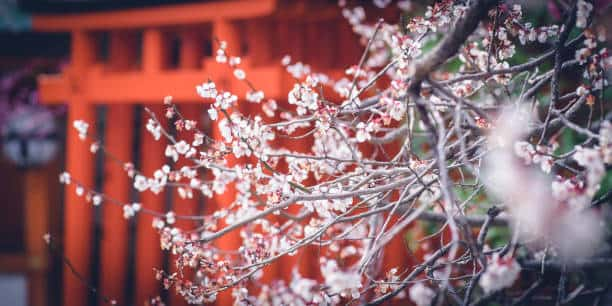 plum blossom of kitano tenmangu shrine