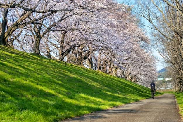 row cherry blossoms trees spring kyoto japan 335224 1210