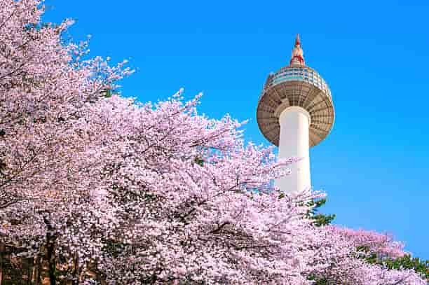 seoul tower and pink cherry blossom sakura season in spring