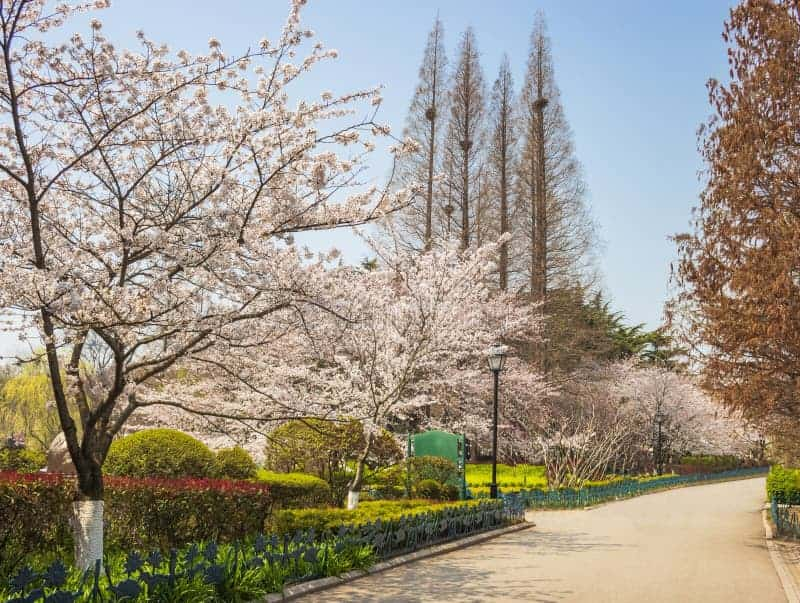 spring time qingdao sakura blossom landscape zhongshan park 314716818