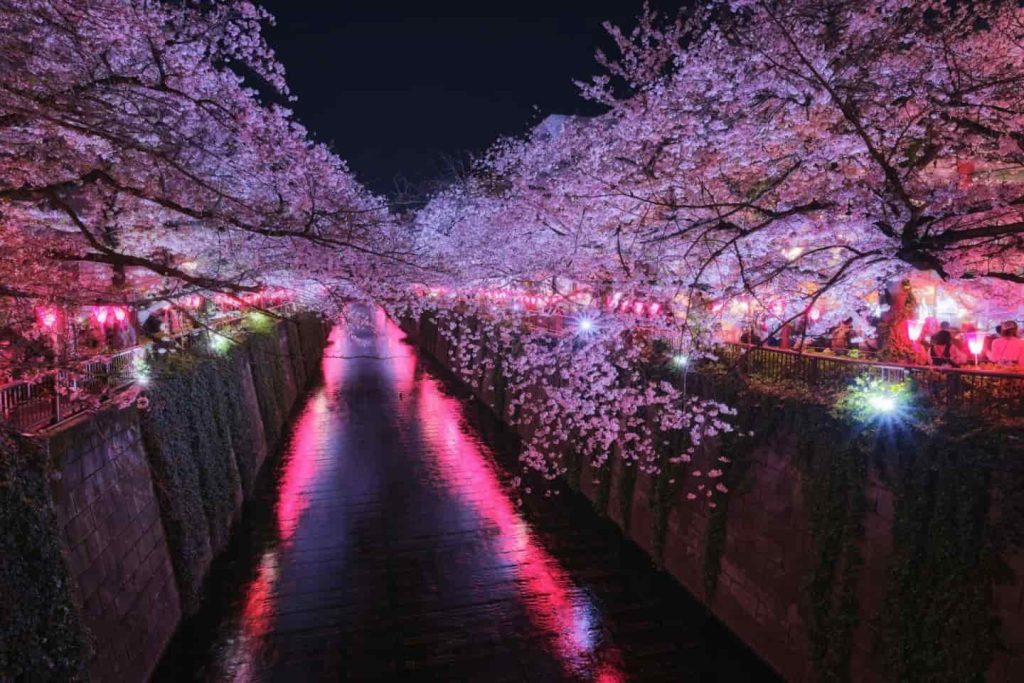 tokyo meguro river cherry blossom festival 238788