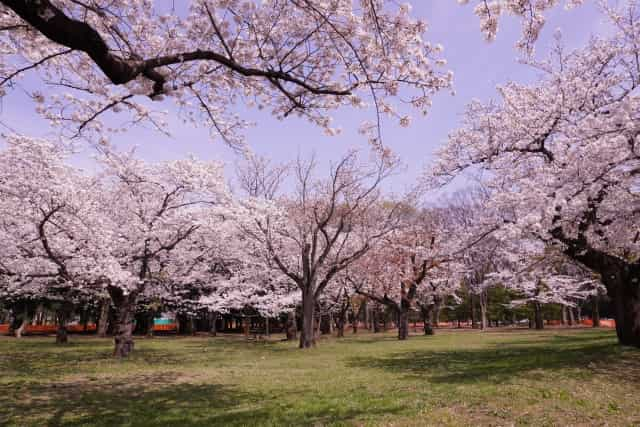 yoyogi sakura 2