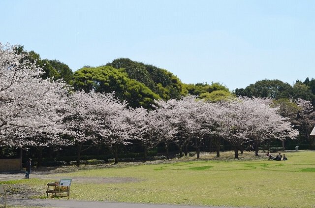 鹿兒島櫻花景點