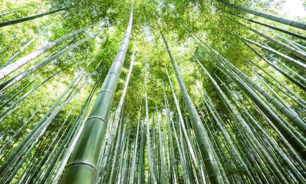 lovepik anji bamboo forest in summer picture 500586208