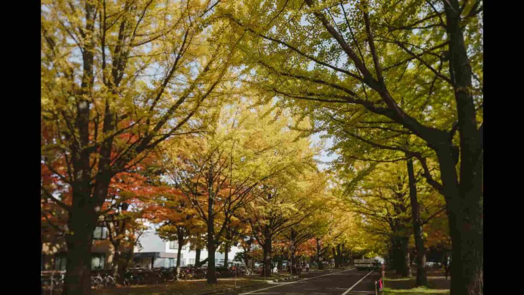 北海道賞楓景點