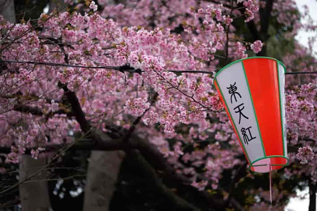 Ueno Cherry Blossoms 1024x683 1